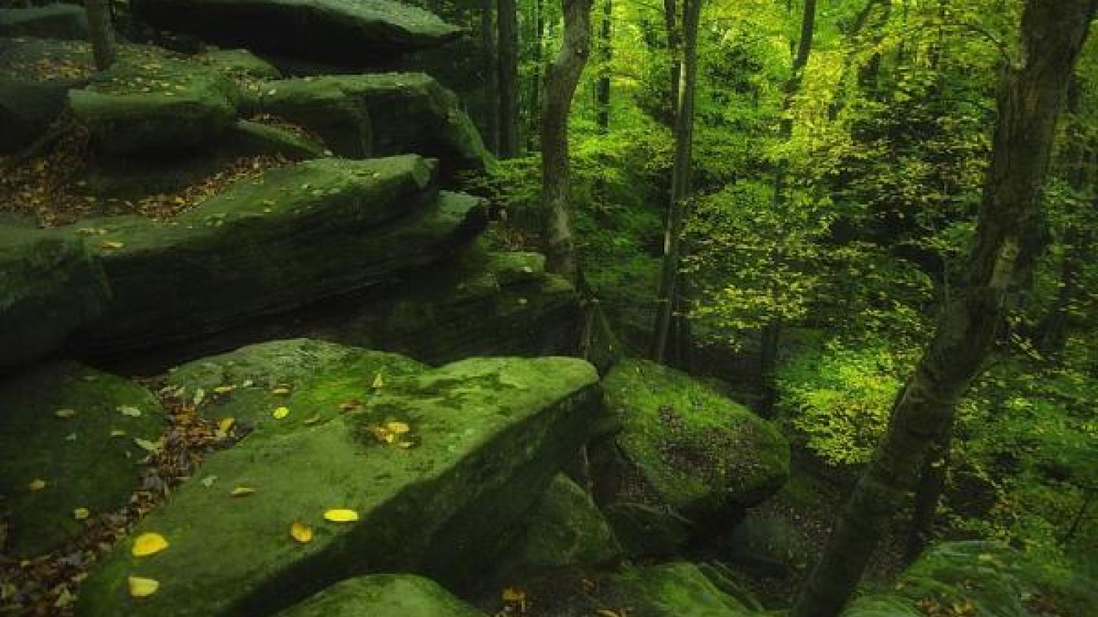 mossy rocks and green trees