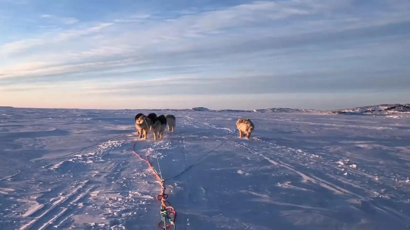 View of a dogsled team from the sled racing across a snowy field