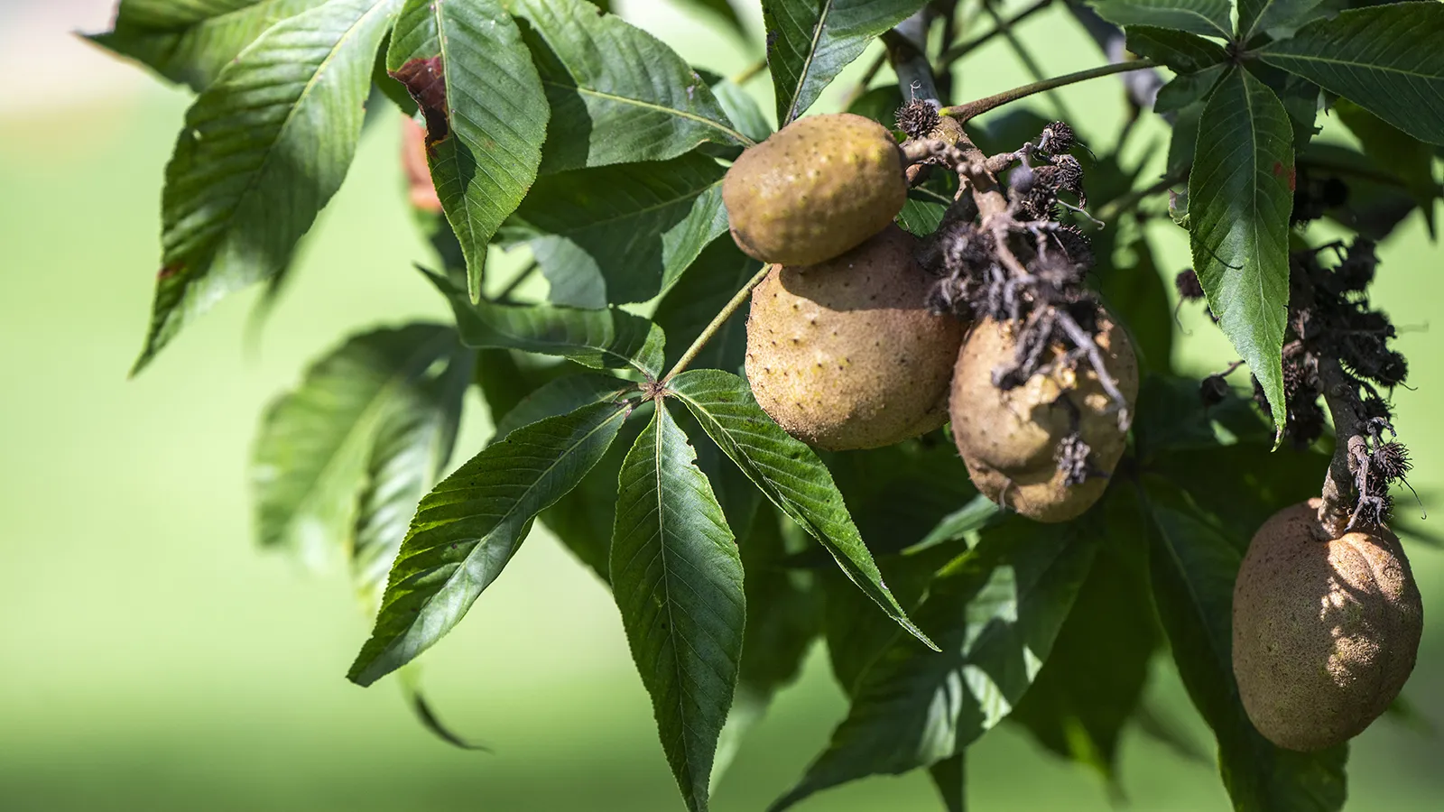 Buckeye tree leaves and nuts