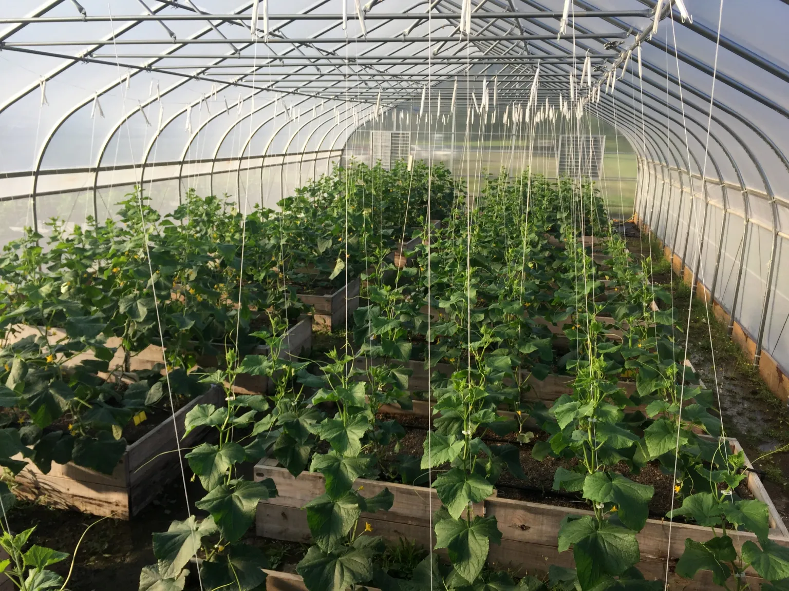 Plants in a greenhouse