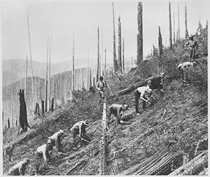 Members of the Civilian Conservation Corps clearing and working on a steep, burned-out hillside during a 1930s reforestation and soil conservation project