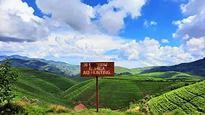Lush, green plantation under a clouded blue sky