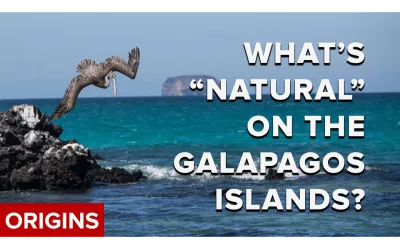 A pelican flies over rocky shore and turquoise water near the Galapagos Islands